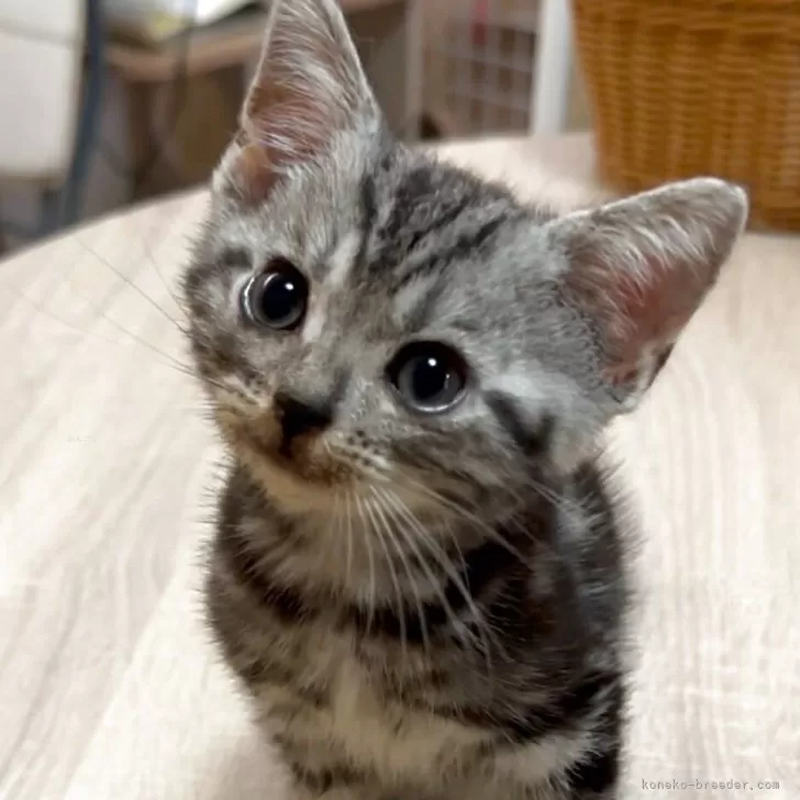 ID：2506-01435の子猫