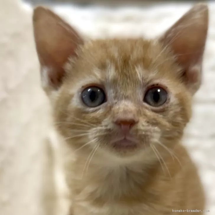 アメリカンショートヘア【東京都・女の子・2025年9月10日・レッドタビー】の写真1