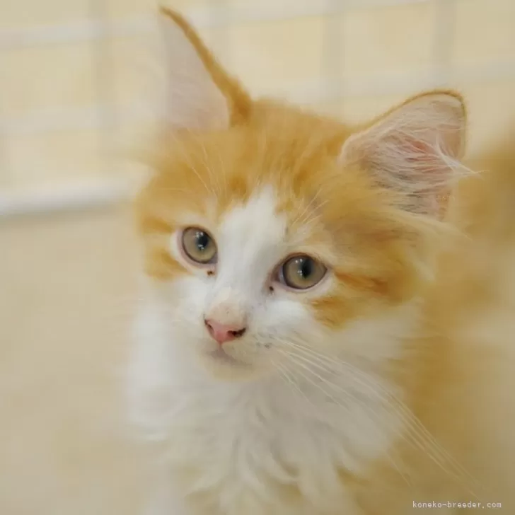 サイベリアン【東京都・男の子・2025年7月29日・レッドアンドホワイト】の写真1