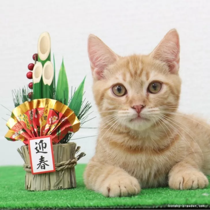 ID：2411-02951の子猫