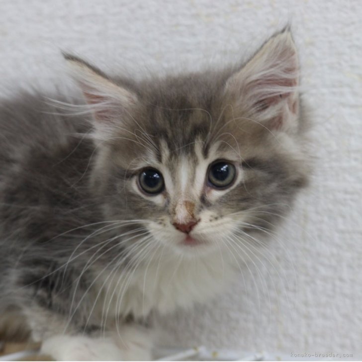 ブリーダー画像