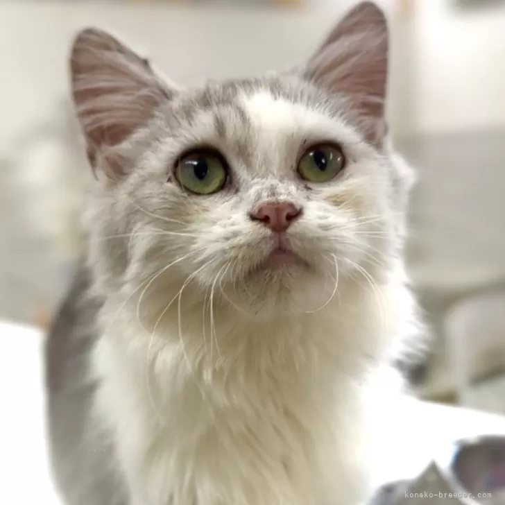 ID：2507-00996の子猫