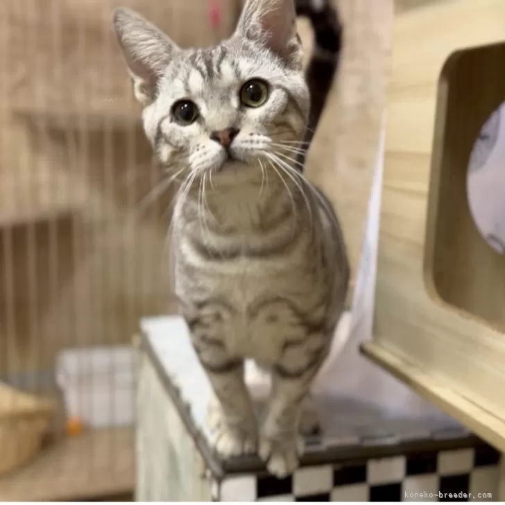 ID：2504-02236の子猫