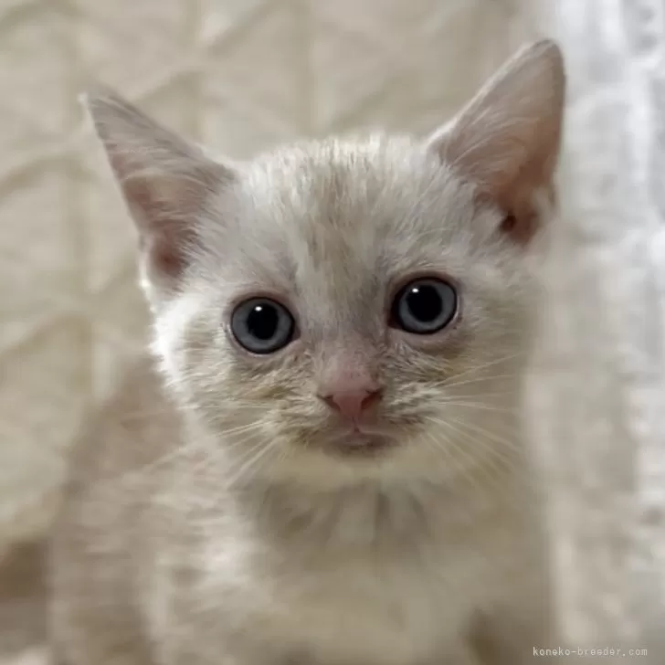 アメリカンショートヘア【東京都・女の子・2025年9月10日・クリームタビー】の写真1