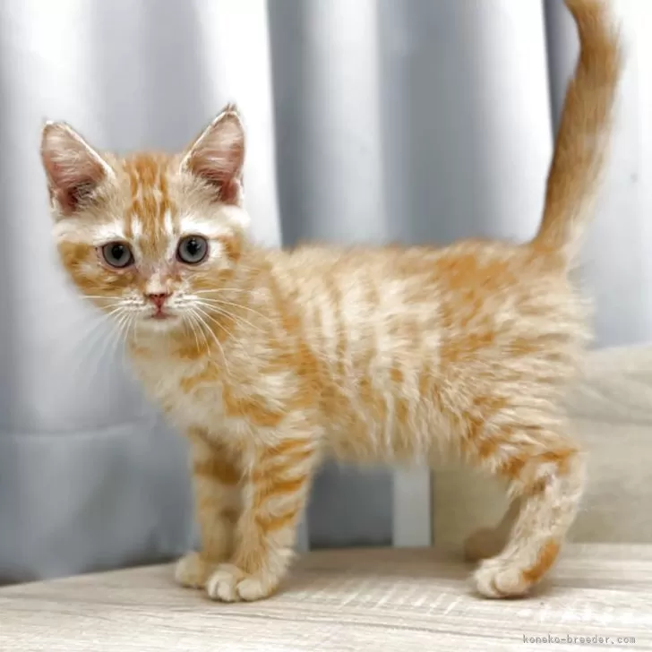 ID：2505-00495の子猫