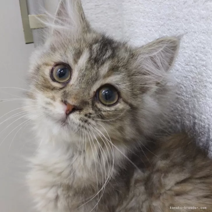 ID:2503-01698の子猫