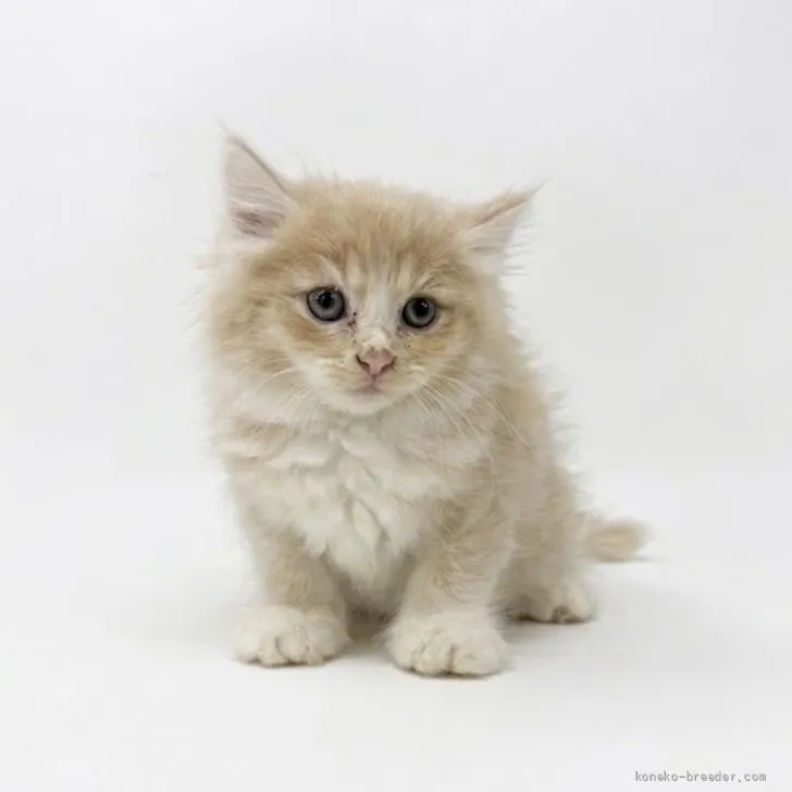 サイベリアン【東京都・男の子・2026年7月23日・レッド・ルディ系/クリーム系】の写真1「きゃー！かわいい〜！！！」