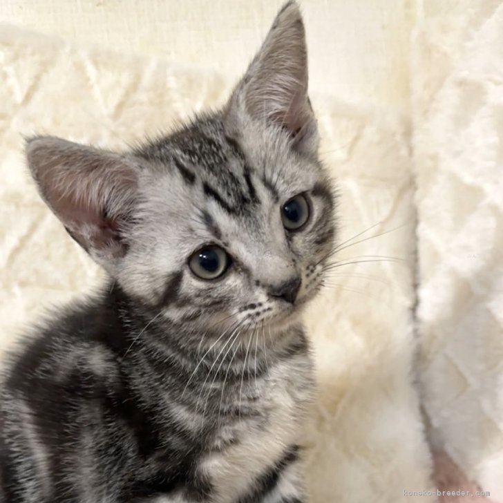 ブリーダー画像