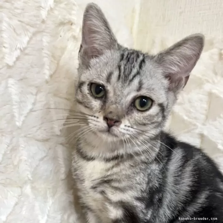 アメリカンショートヘア【東京都・男の子・2025年6月3日・シルバータビー】の写真1