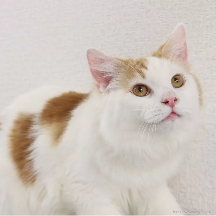 サイベリアン【東京都・男の子・2025年3月9日・レッドアンドホワイト】の写真1「はぁん、なんてかっこよさなの、、好き」