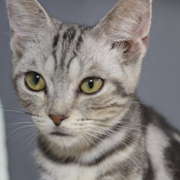 アメリカンショートヘア【東京都・男の子・2025年4月17日・シルバータビー】の写真「甘えん坊のマイペース♪」