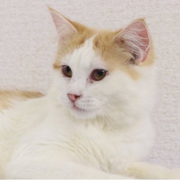 サイベリアン【東京都・女の子・2025年3月9日・レッドアンドホワイト（長毛）】の写真「顔はフェネック似🤣🤣」