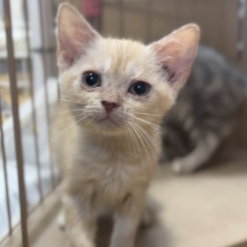 アメリカンショートヘア【東京都・女の子・2025年7月11日・クリームタビー】の写真「甘えん坊のマイペース♪」