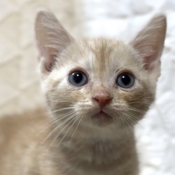 アメリカンショートヘア【東京都・男の子・2025年9月10日・クリームタビー】の写真「まだまだママに甘え中です♪」