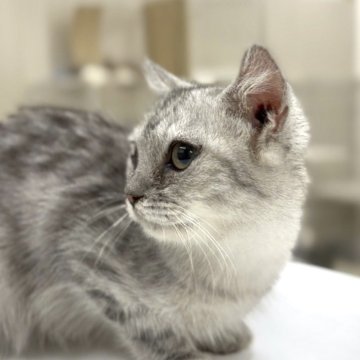 ミヌエット【東京都・男の子・2025年5月2日・シルバータビー】の写真「「僕はマイペースなんだ！」」