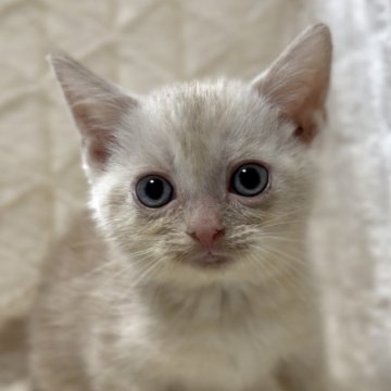 アメリカンショートヘア【東京都・女の子・2025年9月10日・クリームタビー】の写真「青い瞳がチャームポイント！」