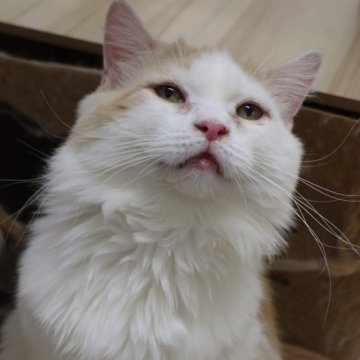 サイベリアン【東京都・男の子・2024年10月18日・レッドアンドホワイト（長毛）】の写真「マシュマロすぎボディ🤍🤍🤍」