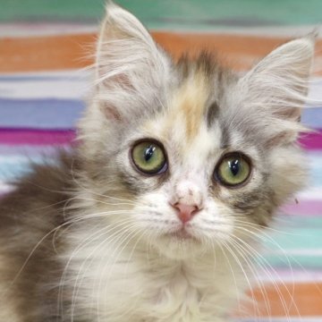 サイベリアン【東京都・女の子・2025年9月9日・キャリコ】の写真「かわいすぎるやんちゃちゃん❤️」