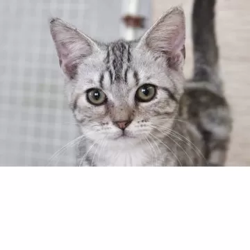 【中古】 純血種猫の飼い方 ペルシャ，ヒマラヤン，バーマン，シャム，アメリカン/池田書店/堤一馬 中古】 純血種猫の飼い方 ペルシャ，ヒマラヤン，バーマン