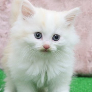 サイベリアン【東京都・男の子・2024年10月18日・レッドアンドホワイト】の写真「天使のようなかわいさ🩷」