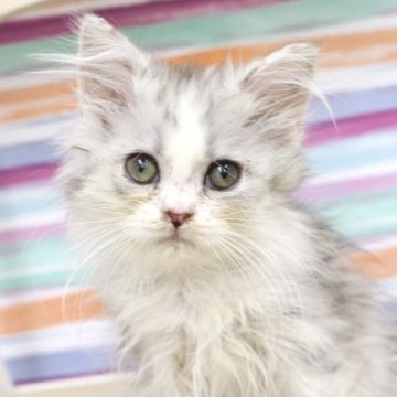 ミヌエット(長足)【東京都・男の子・2025年8月30日・シルバー系（わたあめよりふわふわ🤍）】の写真「甘えん坊の男の子❤️」