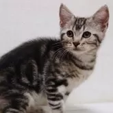 アメリカンショートヘア