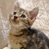 アメリカンショートヘア