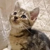 アメリカンショートヘア