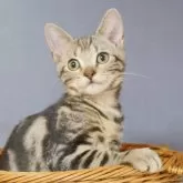 アメリカンショートヘア【東京都・男の子・2024年9月17日・ブラウンタビー】の写真1「イケメン❤️」