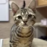 アメリカンショートヘア