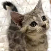 アメリカンショートヘア