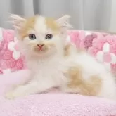 サイベリアン