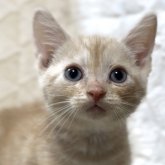 アメリカンショートヘア