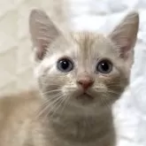 アメリカンショートヘア