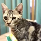 アメリカンショートヘア