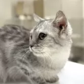 ミヌエット(長足)