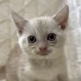 アメリカンショートヘア