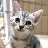 アメリカンショートヘア