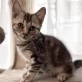 アメリカンショートヘア