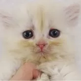 ミヌエット(長足)