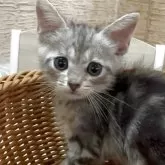 アメリカンショートヘア