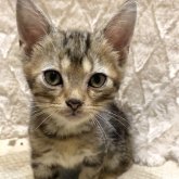 アメリカンショートヘア