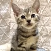 アメリカンショートヘア