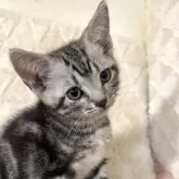 アメリカンショートヘア