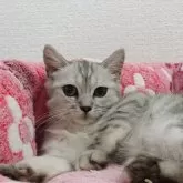 ミヌエット(長足)