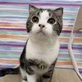 マンチカン(長足)