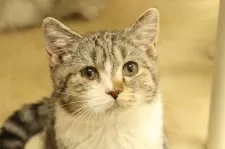 マンチカン(長足)【東京都・男の子・2025年8月8日・ブラウンタビー&ホワイト】の写真2「まんまるお月様🌕」