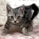 アメリカンショートヘア【東京都・男の子・2025年8月10日・シルバータビー】の写真2