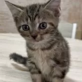 アメリカンショートヘア【東京都・女の子・2025年4月12日・ブラウンパッチドタビー】の写真3