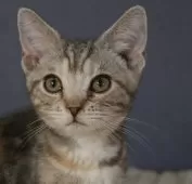 アメリカンショートヘア【東京都・女の子・2024年10月3日・ブラウンパッチドタビー】の写真3「かわいい以外の言葉を誰か教えてくださいっ」